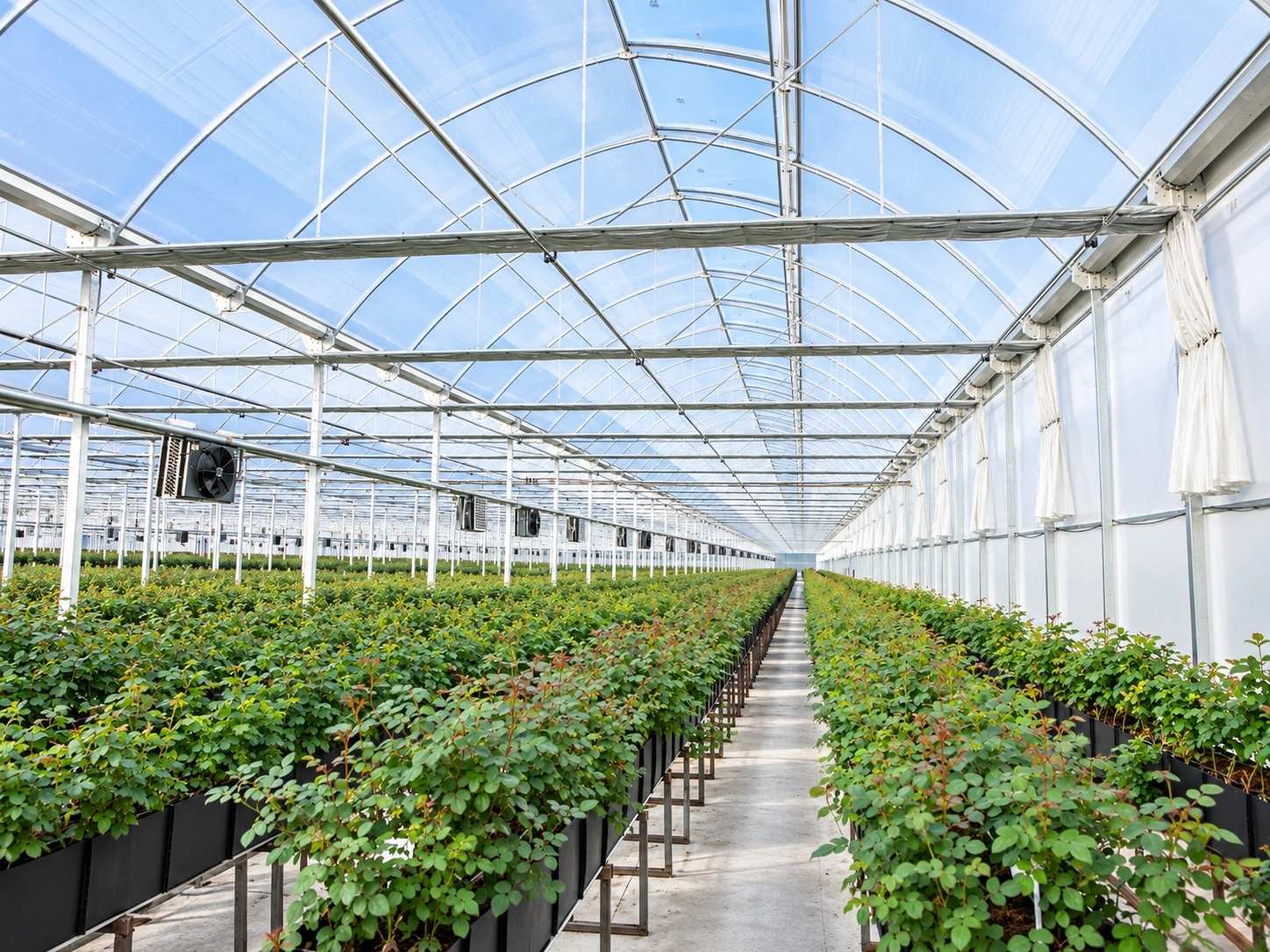 Rose cultivation