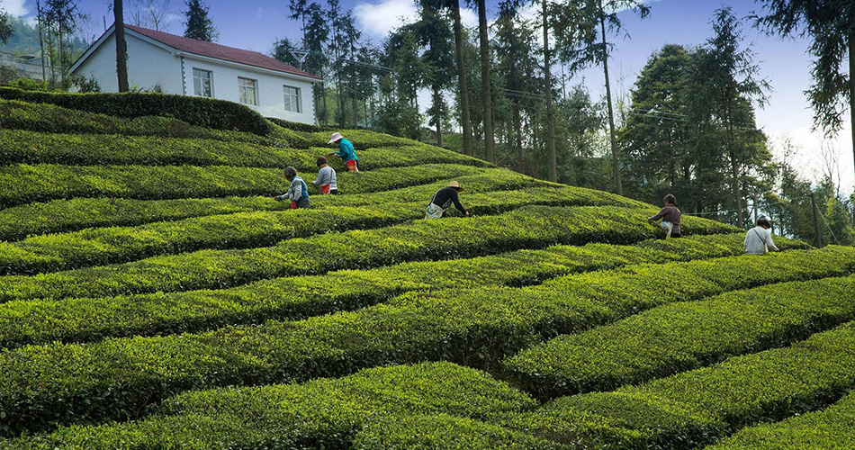 Happy Tea Technology (Guangning) Co., Ltd. | All-tea supply chain ...