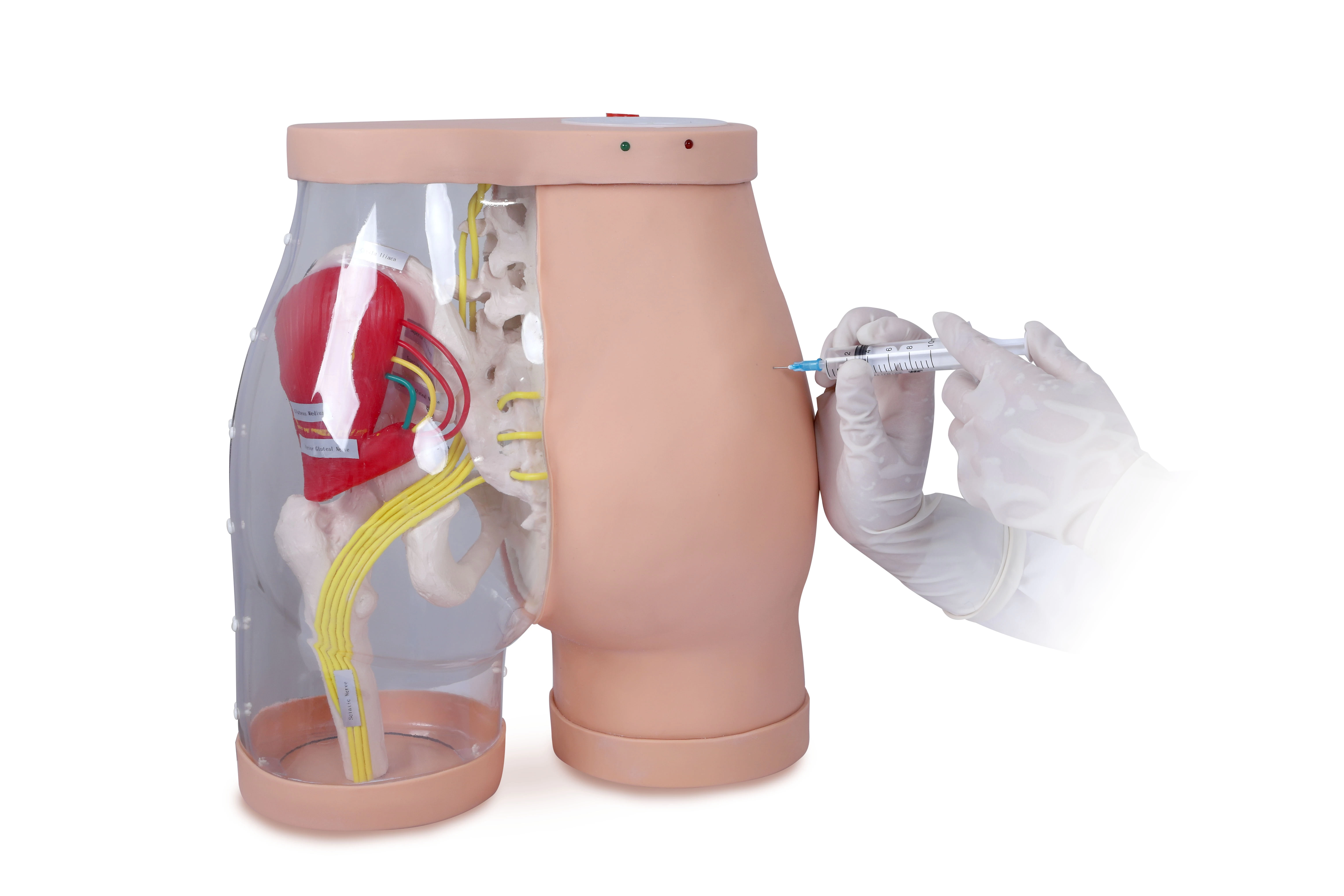 Buttock for Gluteal Intramuscular Injection and Comparison M-NS6022