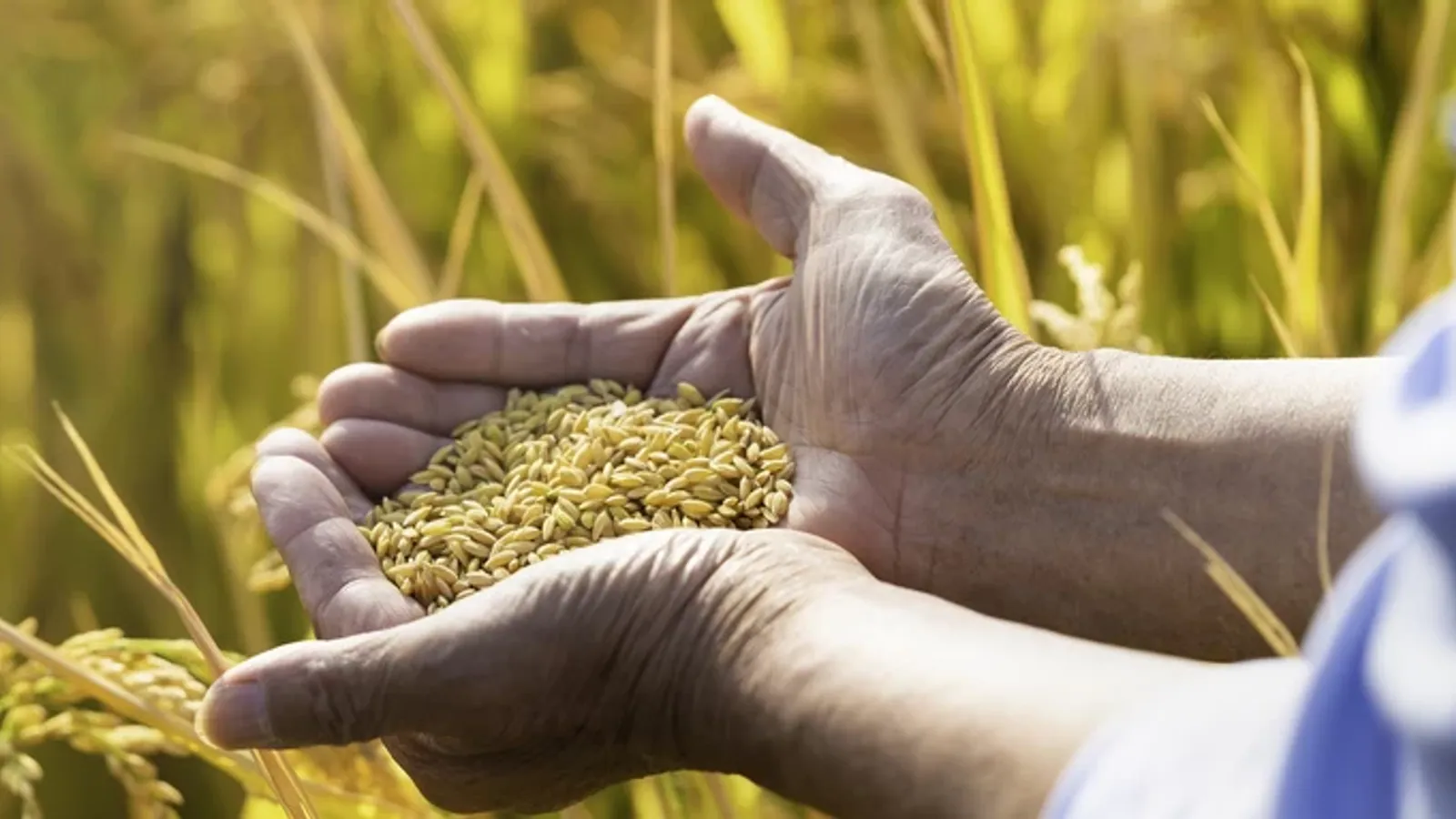 How to Choose PP Woven Bags for Grain, Feed and Produce